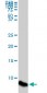 ATOX1 Antibody (monoclonal) (M08)